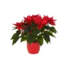 Poinsettia avec cache-pot - Ø 14 cm