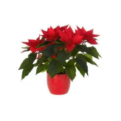Poinsettia avec cache-pot - Ø 14 cm