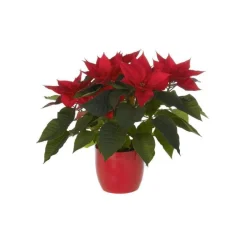 Poinsettia ou Etoile de Noël rouge avec son cache pot Ø 13 cm