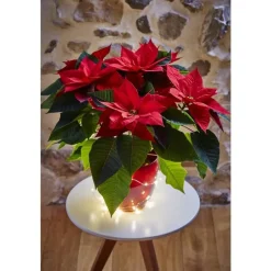 Poinsettia ou Etoile de Noël rouge avec son cache pot Ø 13 cm