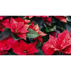 Poinsettia pailleté rouge en pot Ø 15 cm