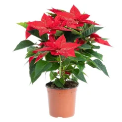 Poinsettia pailleté rouge en pot Ø 13 à 14 cm