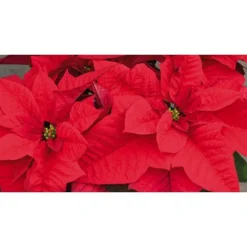 Poinsettia rouge en pot Ø 16 cm