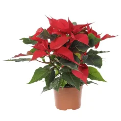Poinsettia rouge en pot Ø 10.5 cm