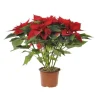 Poinsettia rouge en pot Ø 15 cm