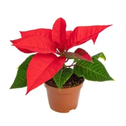 Poinsettia rouge en pot Ø 6 cm