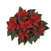 Poinsettia rouge la coupe Ø 27 cm