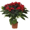 Poinsettia rouge. La coupe de 27 cm