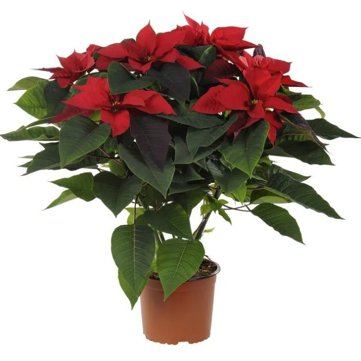 Poinsettia rouge. La coupe de 27 cm