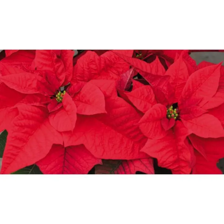 Poinsettia rouge. La coupe de 27 cm