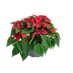 Poinsettia rouge pailleté. La coupe Ø 27 cm