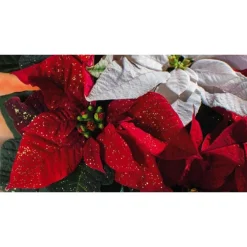Poinsettia rouge pailleté. La coupe Ø 27 cm