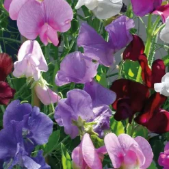 Pois de Senteur - Le pot de 9 x 9 cm