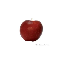 Pomme Dalinette bio de France - Prix au kg