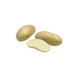 Pommes de terre Amandine calibre 25/32, 100 plants