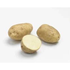 Pommes de terre Bintje calibre 28/35, 100 plants