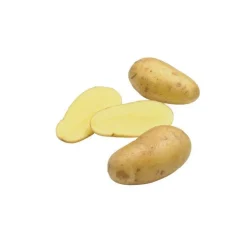 Pommes de terre Charlotte bio calibre 0001, 60 plants