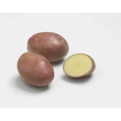 Pommes de terre Desiré bio calibre 0001, 25 plants