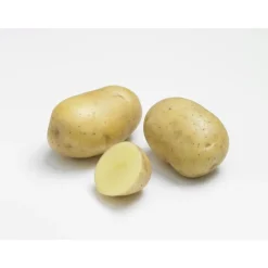 Pommes de terre Primlady bio calibre 0001, 100 plants