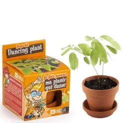 Pot avec coupelle et plante qui danse Ø8 cm
