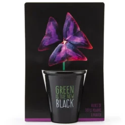 Pot Black Trèfle pourpre à semer 6.5x12 cm