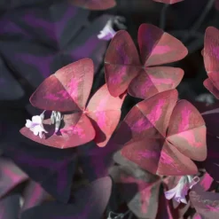 Pot Black Trèfle pourpre à semer 6.5x12 cm