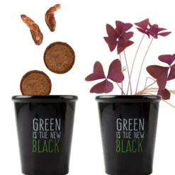 Pot Black Trèfle pourpre à semer 6.5x12 cm