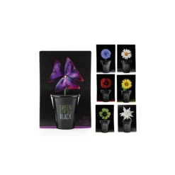 Pot Black Trèfle pourpre à semer 6.5x12 cm