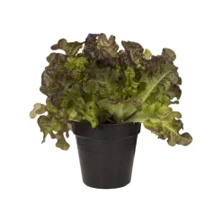 Pot 11cm Green Basics 11 cm Elho noir