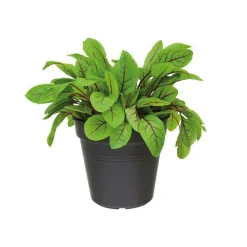 Pot 19cm Green Basics Elho noir