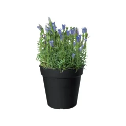 Pot 17cm Green Basics Elho noir