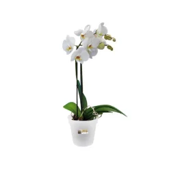 Pot D13 cm provence orchidées Elho transparent
