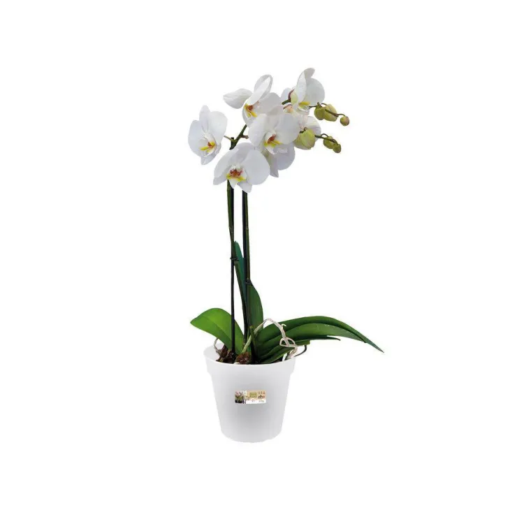 Pot D13 cm provence orchidées Elho transparent