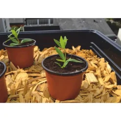 Pot de germination coloris orange Ø 9 cm