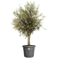 Pot en plastique recyclé vert thyme green Elho Algarve Cilindro - Ø 40 x H 33 cm