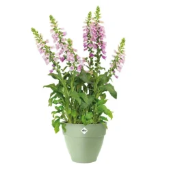 Pot en polypropylène vert pistache Elho Vibia Campana - Ø 30 x 25,8 cm