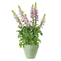 Pot en polypropylène vert pistache Elho Vibia Campana - Ø 20 x 17 cm