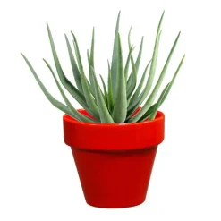 Pot horticole en terre cuite émaillée Rouge - D10 x H8.5