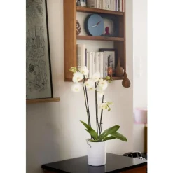 Pot Orchidée Aquaduo blanc ivoire 1,3 L