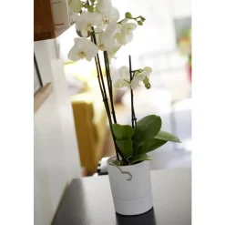 Pot Orchidée Aquaduo blanc ivoire 1,3 L