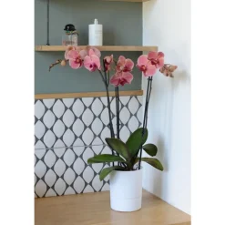 Pot Orchidée Aquaduo blanc ivoire 1,3 L