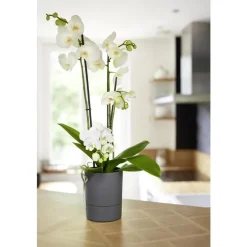 Pot Orchidée Aquaduo gris anthracite 1,3 L