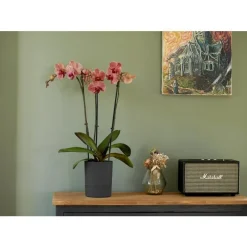 Pot Orchidée Aquaduo gris anthracite 1,3 L