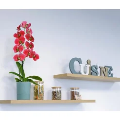 Pot Orchidée Aquaduo vert eucalyptus 1,3 L