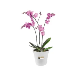 Pot provence orchidees