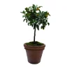 Pot Toscane en terre cuite claire - Ø70 x H58