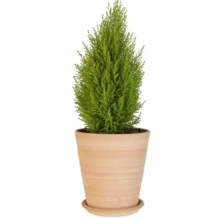 Pot Vaso lisse en terre cuite claire - D22x H22