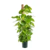 Pothos Aureus avec tuteur mousse pot Ø24xH120 cm