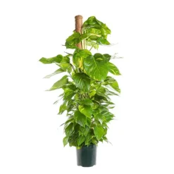 Pothos Aureus avec tuteur mousse pot Ø24xH120 cm