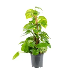 Pothos Aureus avec tuteur mousse pot Ø17xH80 cm